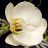 buttonholephal.jpg